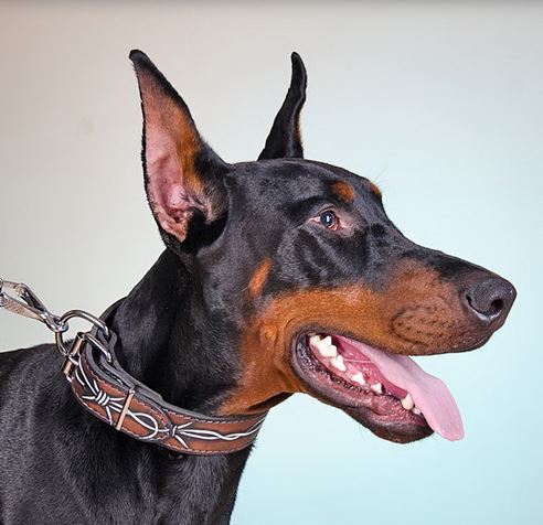 Grazioso collare con disegno di
filo spinato indossato da Dobermann