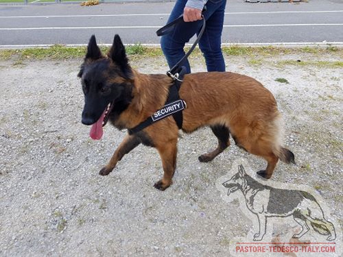 Comoda
pettorina con maniglia per Tervuren