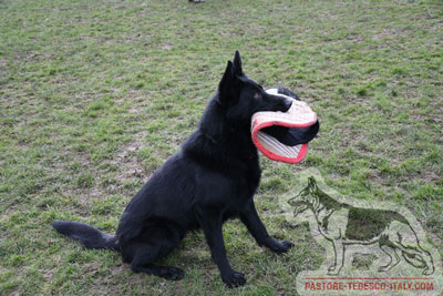 Manica per la preparazione a Schutzhund