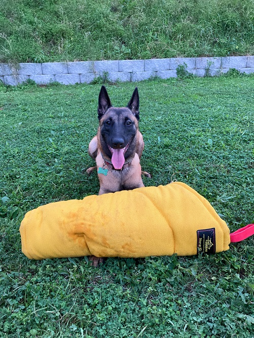 Manica protettiva in Tela Francese per cane giovane