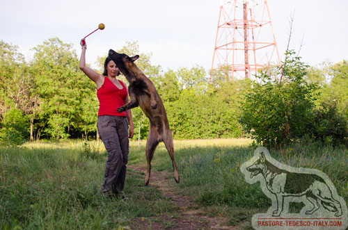 Palla di gomma monoblocco da addestramento del Malinois