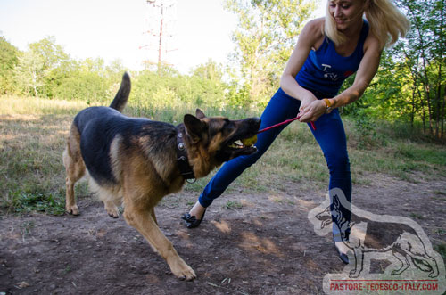 corsi di obbedienza per i cani