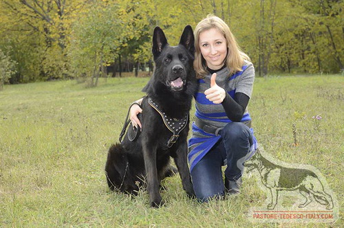 Pastore tedesco con la pettorina con borchie di ottone