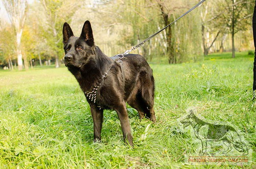 Pastore tedesco con la pettorina originale con borchie a punta