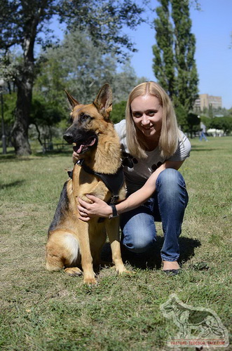 Pastore tedesco con pettorina
di pelle da passeggiata