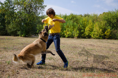 Cane con riporto da mordere in juta di elevata resistenza