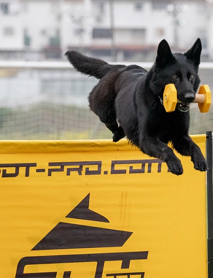 Pastore Tedesco con salto universale per agility