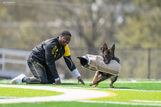 Manica per la preparazione a Schutzhund