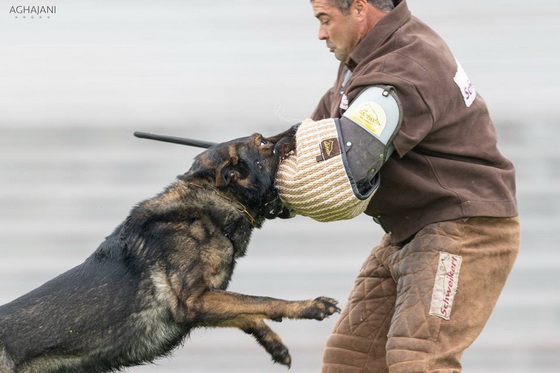 Manica per la preparazione a Schutzhund Manica per la preparazione a Schutzhund