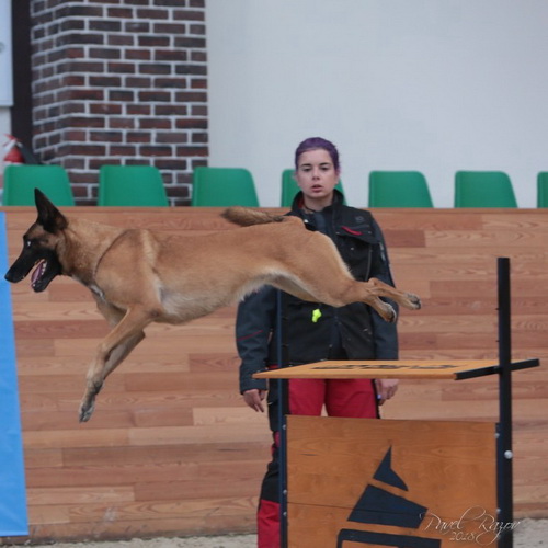 Barriera per sport con cani
