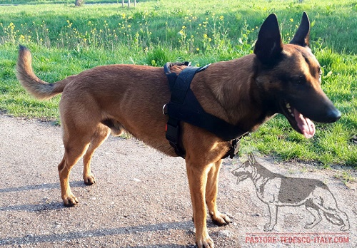 Comoda
pettorina con maniglia per Malinois