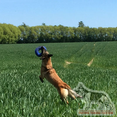 Riporto a forma di bagel in materiale sintetico atossico per il cane