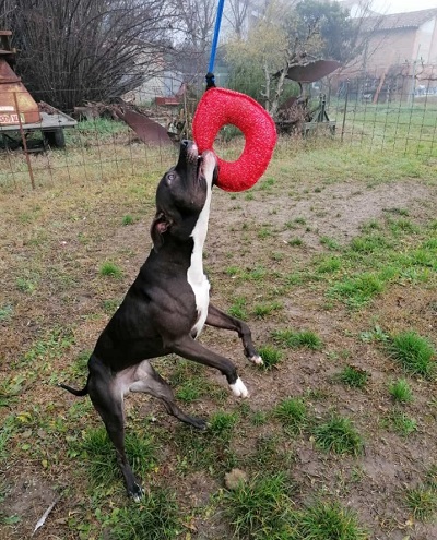 Riporto per cani fatto di tela francese a forma di ciambella