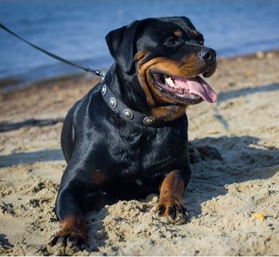 Cane di razza Rottweiler con bellissimo collare in nylon indosso