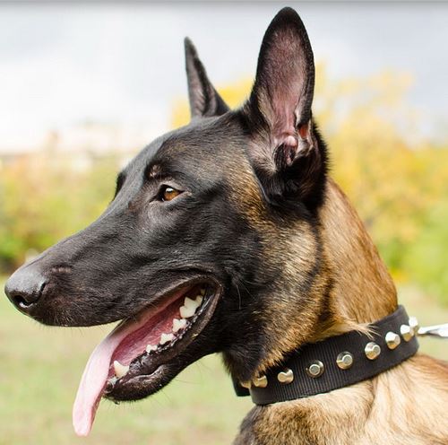 Collare decorato con borchie a piramidi indossato da Malinois