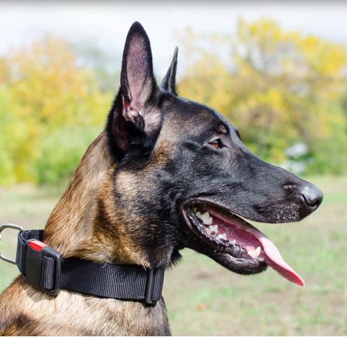 Collare con fibbia a scatto rapido
indossato da Malinois