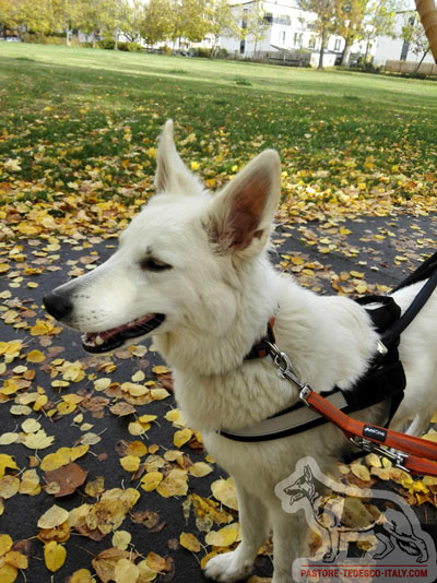 Maniglia per cane guida