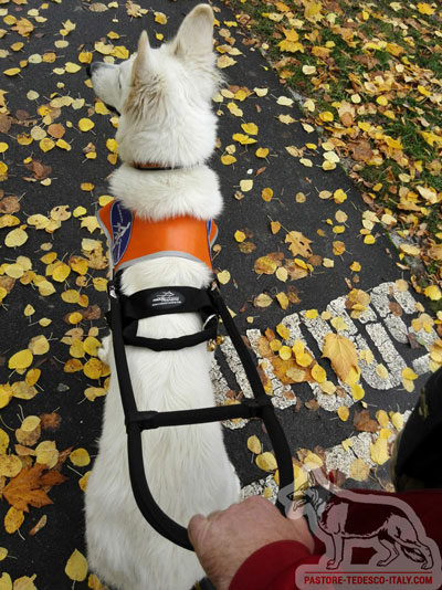 Pettorina gestione cane guida con due maniglie