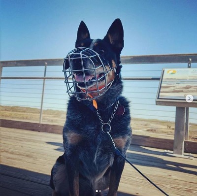 Museruola in acciaio come accessorio di sicurezza per cane pastore