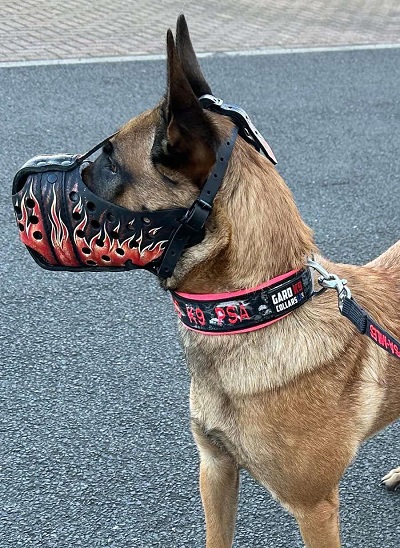 Museruola decorata con un motivo di fiamme realizzato con vernice resistente all'acqua per cane pastore