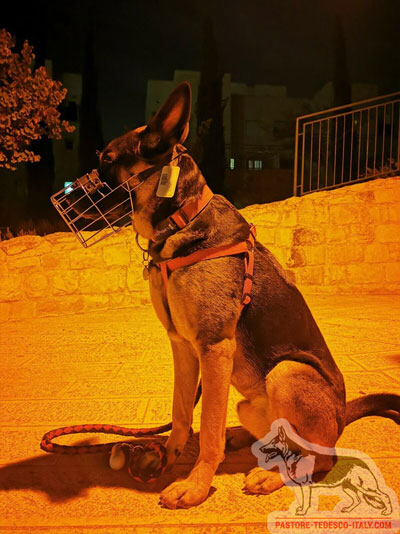 Museruola a cestello per cani pastore