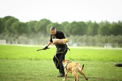 Manica di protezione per istruttore di cane pastore
