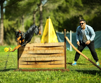 Manubrio per addestramento e sport con cane pastore