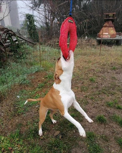 Bagel da mordere in tela francese di alta qualit per giochi con il cane