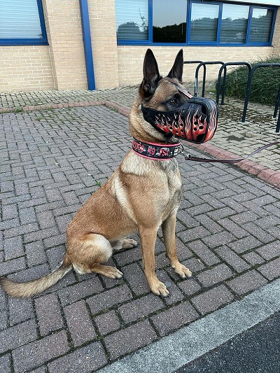 Museruola con decor fiamme resistente all'acqua per cane pastore