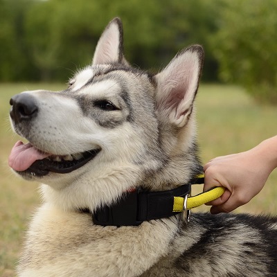 Collare regolabile in nylon per cane pastore