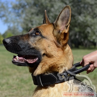 Collare rinforzato di due strati di pelle incollati e cuciti insieme con maniglia per cane forte