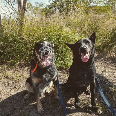 Museruola in acciaio pratica e affidabile per cane pastore per tutte le occasioni