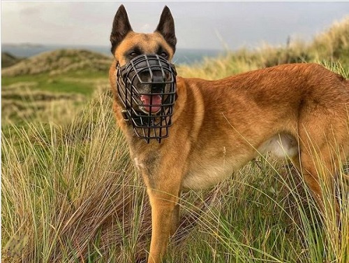 Museruola di metallo a gabbia con rivestimento gommato antifreddo anticaldo per Pastore tedesco e malinois