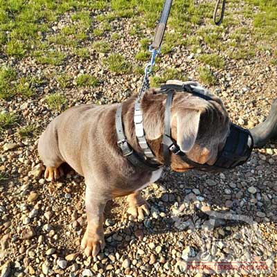 Museruola in vera pelle con morbida fodera per cane da pastore