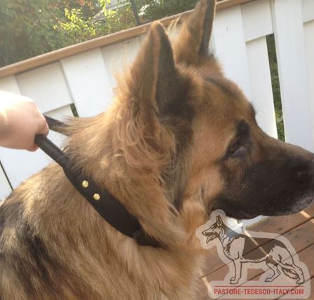 Modello del collare rinforzato con maniglia per cane forte