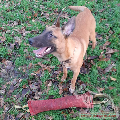 Riporto da mordere in tela francese di alta qualit per cane pastore