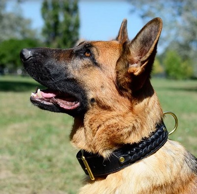 Collare in cuoio con decorazioni intrecciate indossato da cane pastore