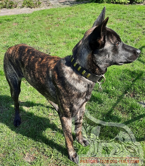 Collare di cuoio con piastre rettangolari per Cane Pastore herder