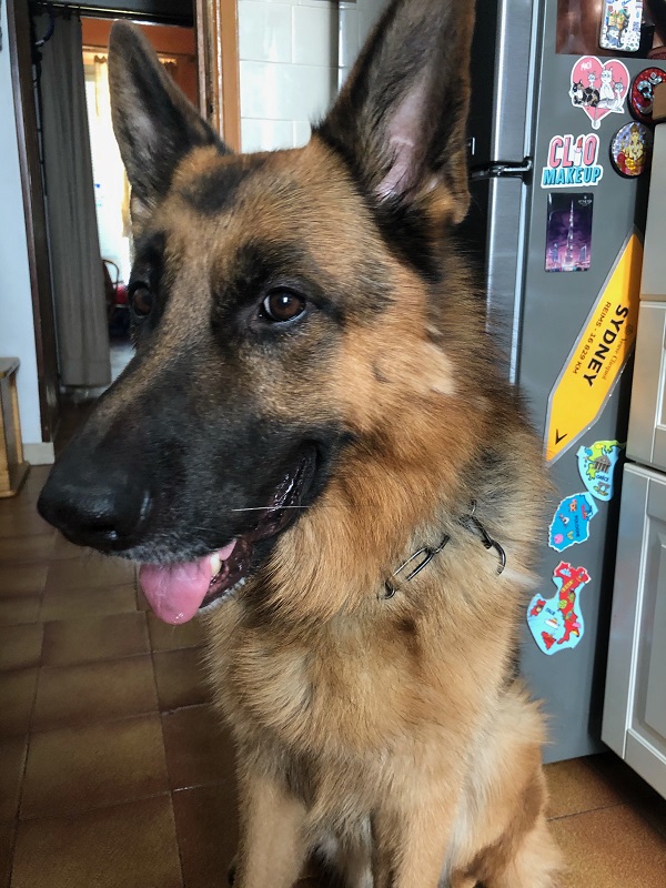 Collare Ad Anello In Ferro Con Frusta - Design Nero, Per Moda E Utilizzo Versatile