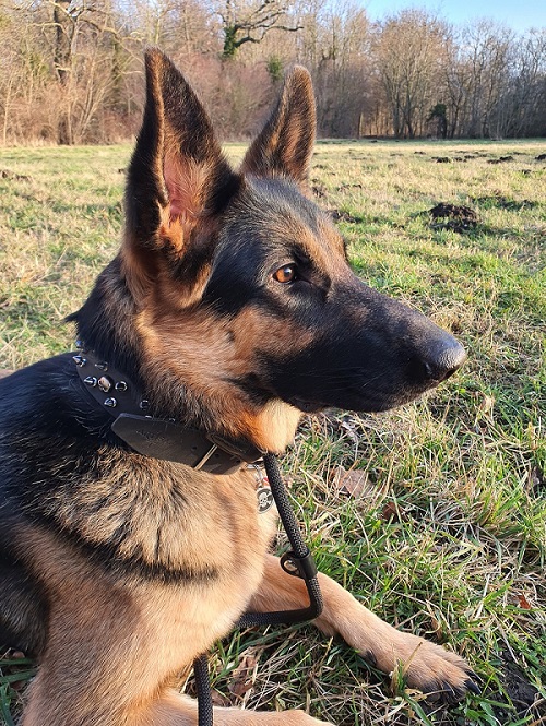 Collare in cuoio decorato per cane di taglia grande