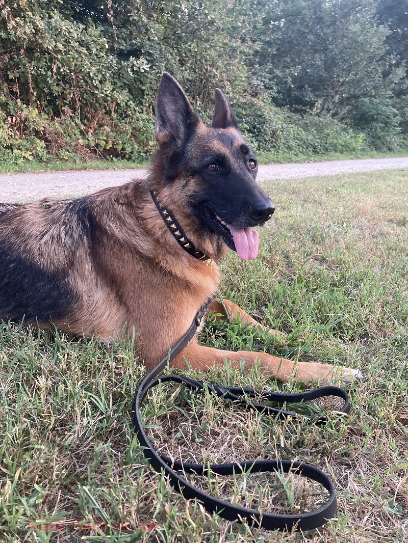 Guinzaglio in pelle per cani di servizio, lungo 180 cm