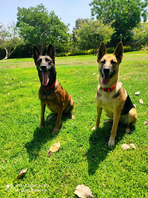 Praticissimo collare classico in biothane con fibbia a sgancio rapido colore arancio per cane