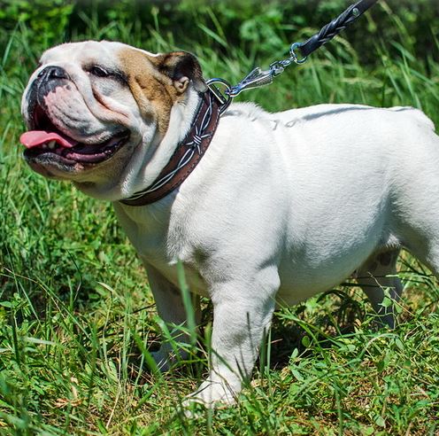 Collare in cuoio con filo spinato indossato da Bulldog