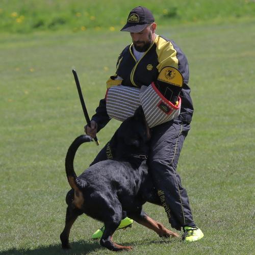 Frusta flessibile per allenamento cani da guardia e esercito