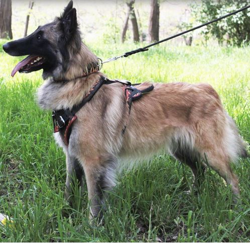 Guinzaglio di cuoio intrecciato per cane pastore