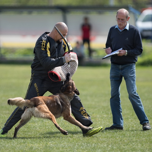 Insolito frustino flessibile per allenamento cani da guardia