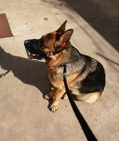 Museruola spaziosa con copertura colore nero per cani